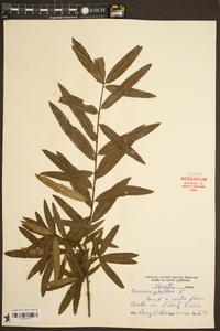 Quercus phellos image