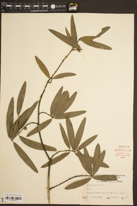 Quercus phellos image