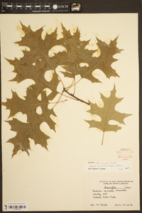 Quercus shumardii image