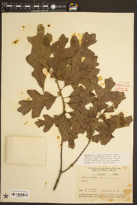 Quercus margaretta image