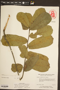 Quercus cravenensis image