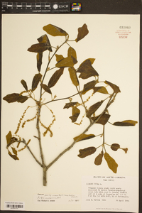 Quercus cravenensis image