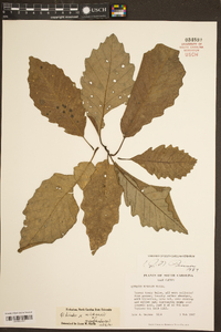 Quercus bicolor image