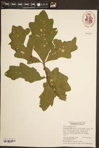 Quercus austrina image