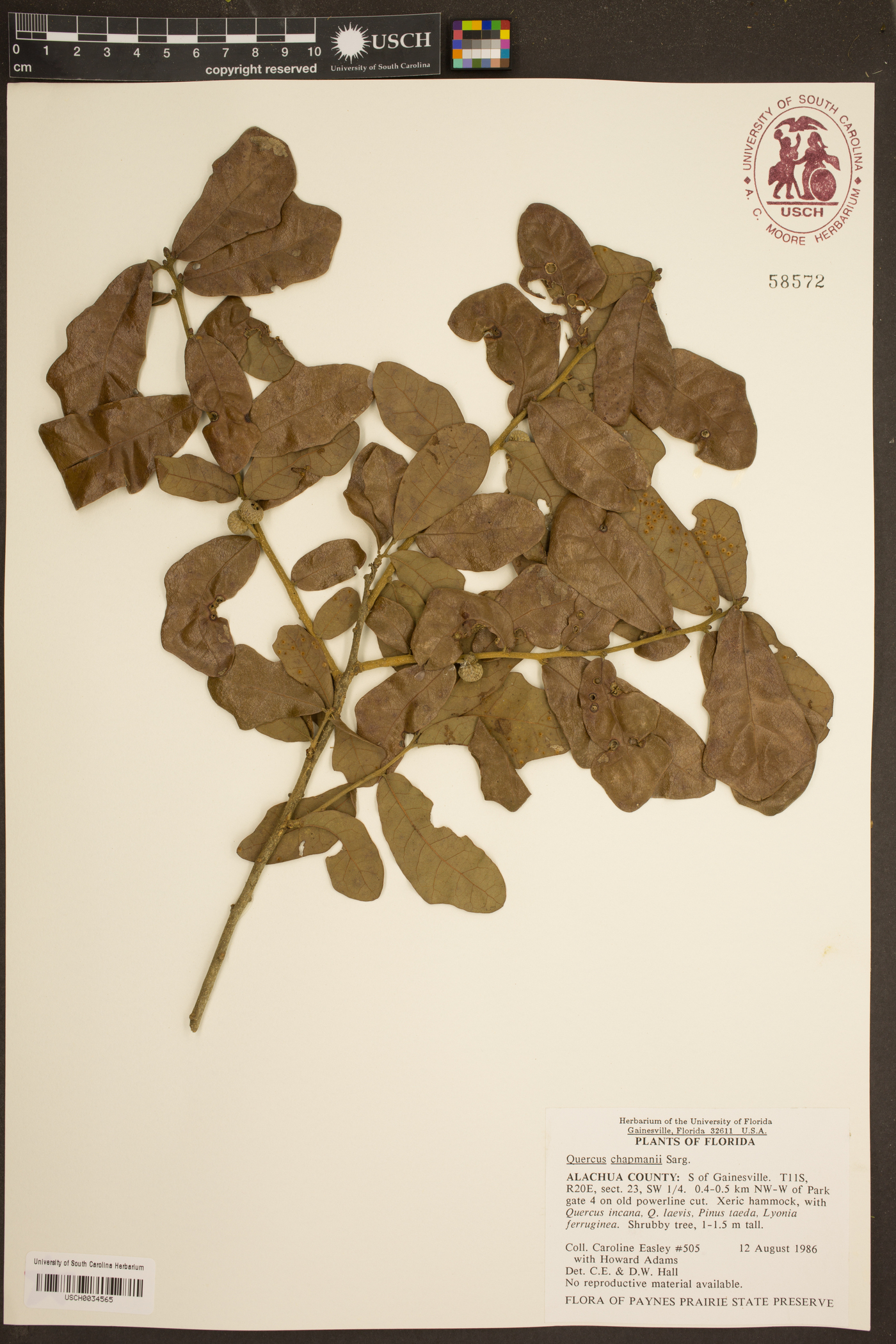 Quercus chapmanii image