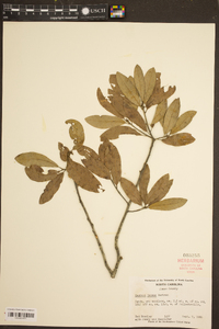 Quercus incana image