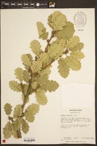 Quercus pubescens image