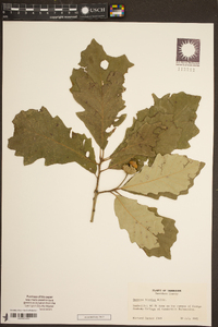 Quercus bicolor image