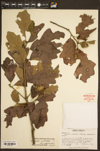 Quercus bicolor image