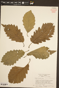 Quercus bicolor image