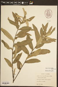 Quercus pumila image