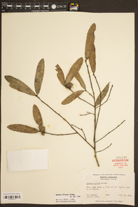 Quercus pumila image