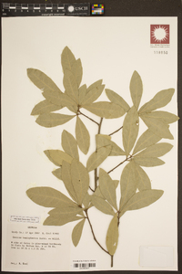 Quercus hemisphaerica image