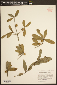 Quercus hemisphaerica image