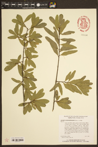 Quercus hemisphaerica image