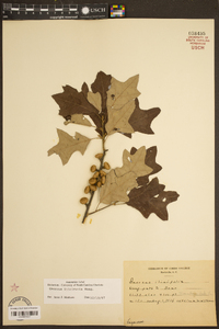 Quercus ilicifolia image