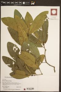 Quercus imbricaria image