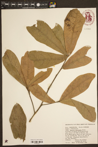 Quercus imbricaria image