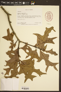 Quercus laevis image