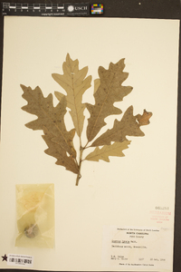 Quercus lyrata image