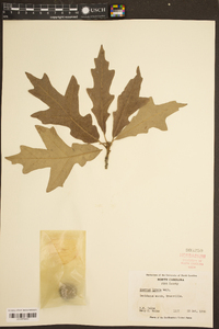 Quercus lyrata image