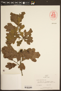 Quercus margarettae image