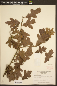 Quercus margarettae image