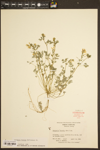 Corydalis flavula image