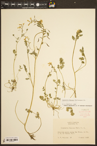 Corydalis flavula image