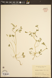 Corydalis flavula image