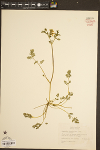 Corydalis flavula image