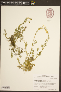 Corydalis micrantha image