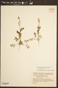 Corydalis micrantha image