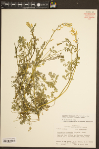 Corydalis micrantha image