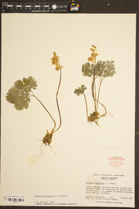 Dicentra cucullaria image