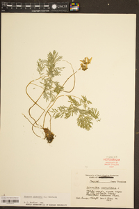 Dicentra cucullaria image