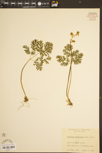 Dicentra cucullaria image