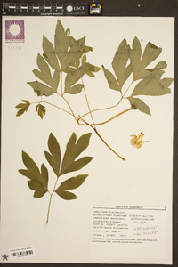 Dicentra eximia image