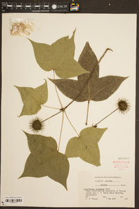 Liquidambar formosana image