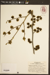 Sycoparrotia semidecidua image