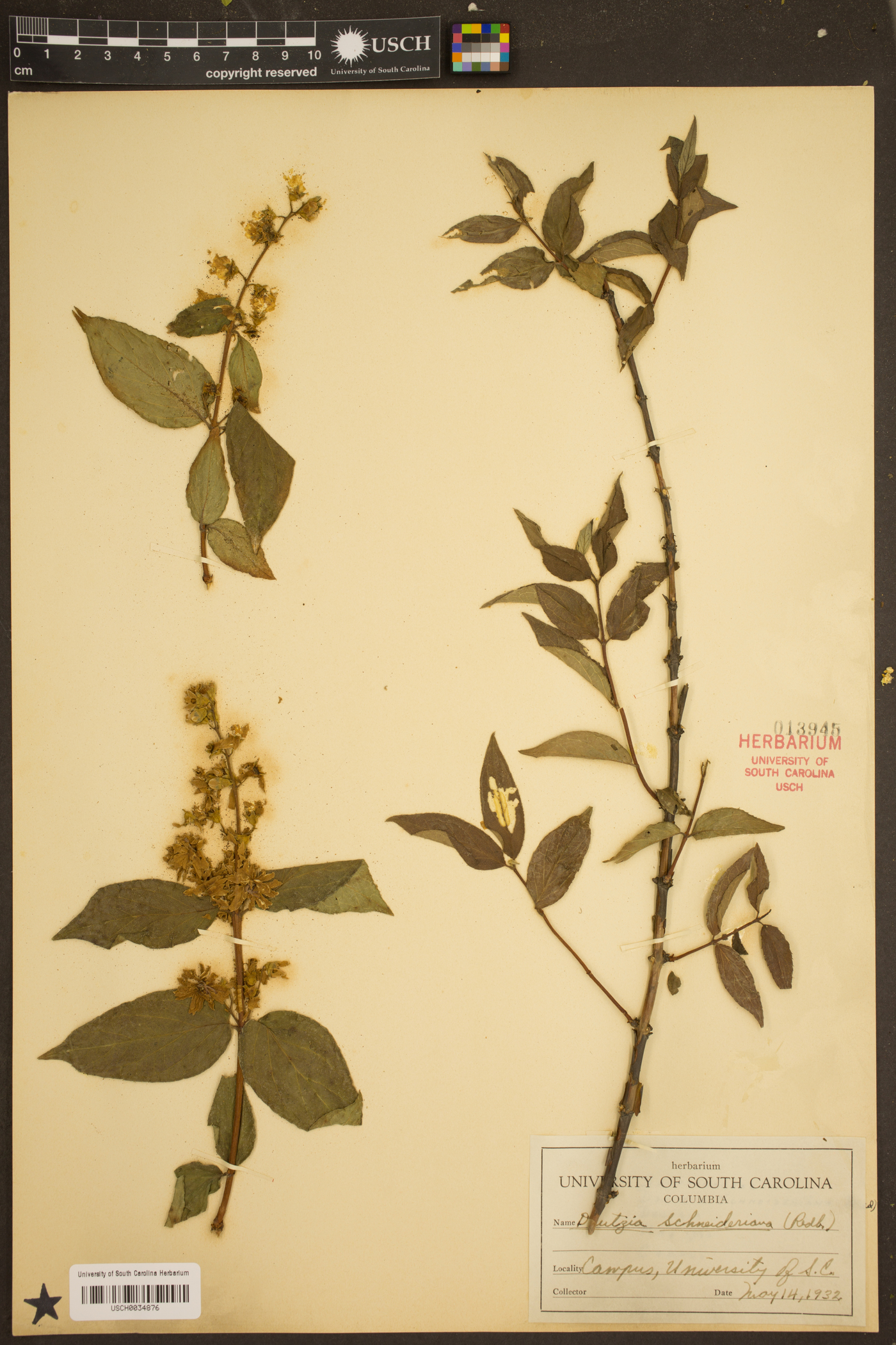 Deutzia schneideriana image