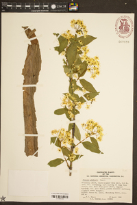 Deutzia glabrata image