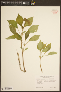 Hydrangea arborescens var. arborescens image