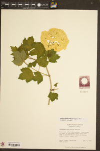 Viburnum opulus image