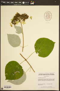 Hydrangea radiata image