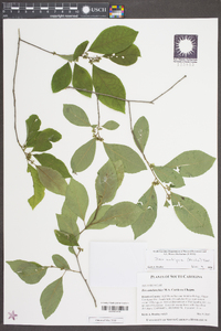 Ilex ambigua image