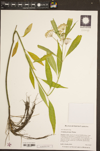 Asclepias perennis image