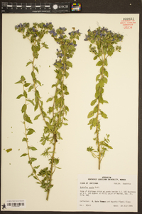 Hydrolea ovata image