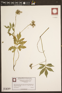 Hydrophyllum virginianum var. atranthum image