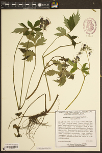 Hydrophyllum virginianum image